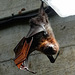 Fruit Bat