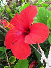 Flor de hibisco