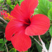 Flor de hibisco