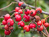 Rose Hips