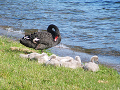 Black Swan And Young At Lake Rotoiti
