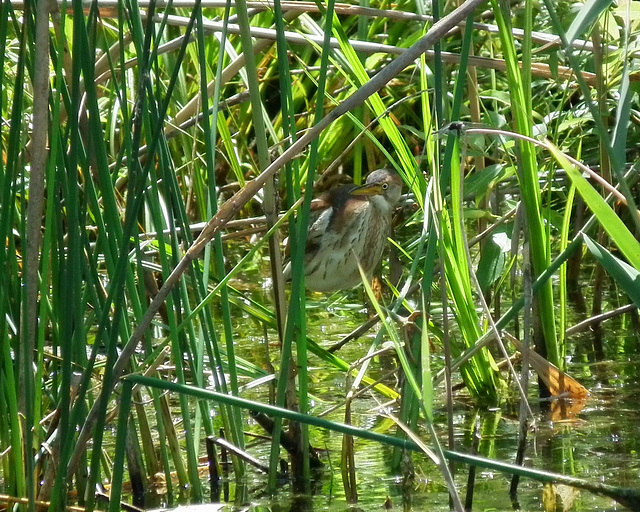 petit blongios / least bittern