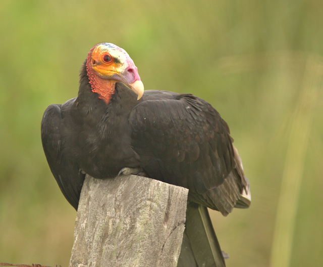 IMG 9242vulture