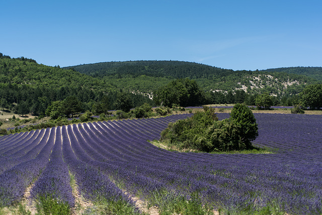 Provence