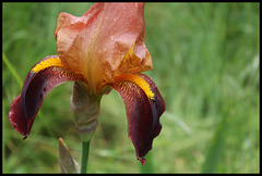 Brun rouge (2)