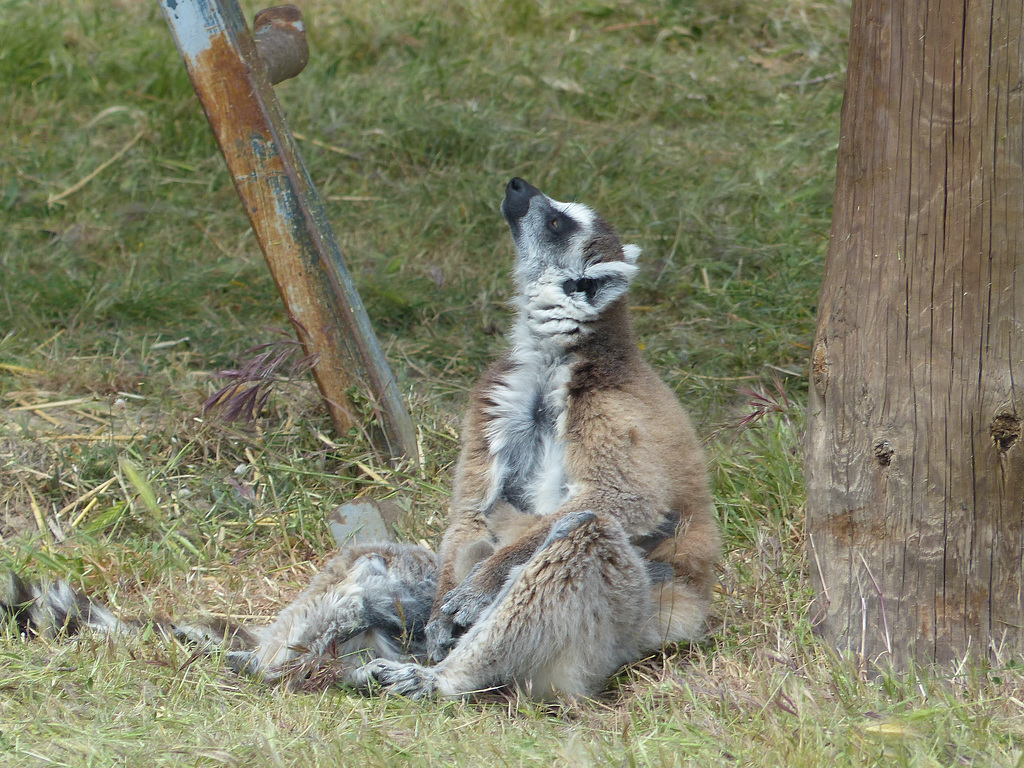 Parc Zoologique de Fréjus (14) - 24 Avril 2017