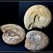 Harpoceras falciferum- Ammonites
