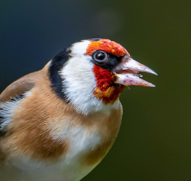 Goldfinch