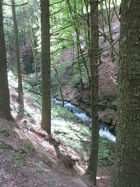 Forest stream