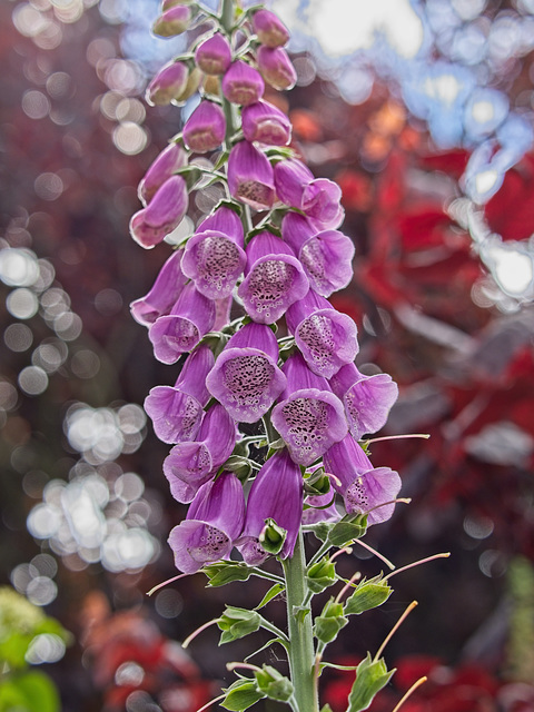 Foxgloves and Bokeh