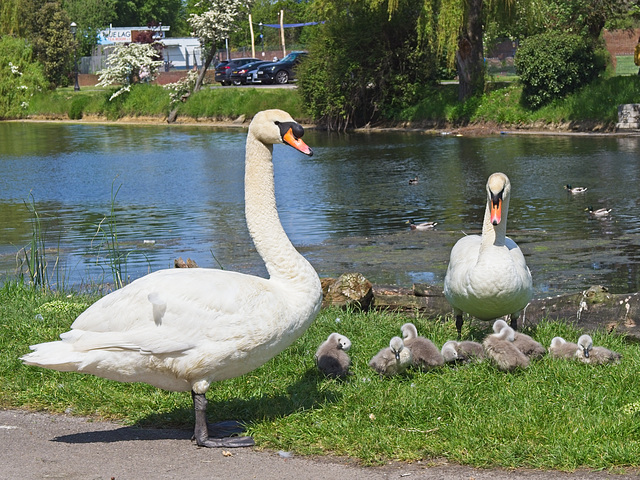 Swans with Cygnets. (+PiP)