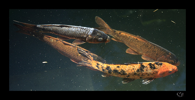 le poisson de poissons (interlude non musical)