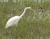 IMG 9243egret