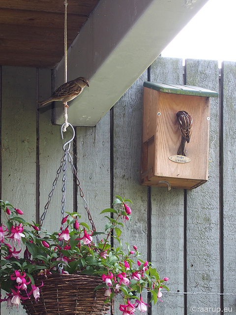 Sparrows above