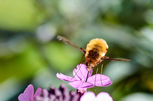 Bee Fly