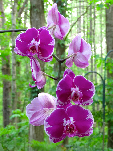 Phalaenopsis cv.