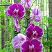 Phalaenopsis cv.