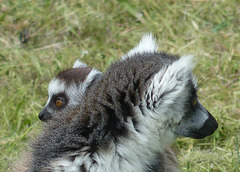 Parc Zoologique de Fréjus (15) - 24 Avril 2017