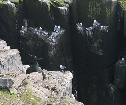 Nesting Seabirds