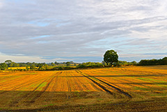 Dawn fields