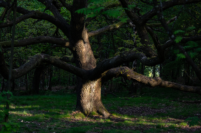 First light on the Oak deep in the woods