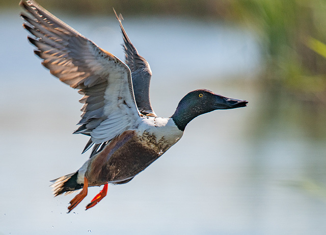 Shoveler duck