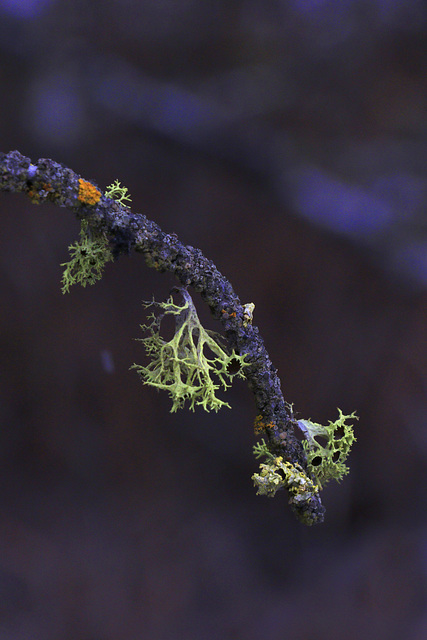 Lichens