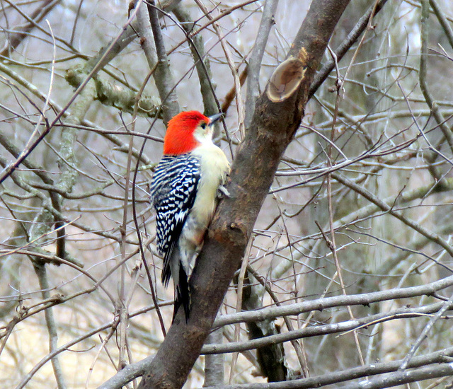 Through the window of the nature center