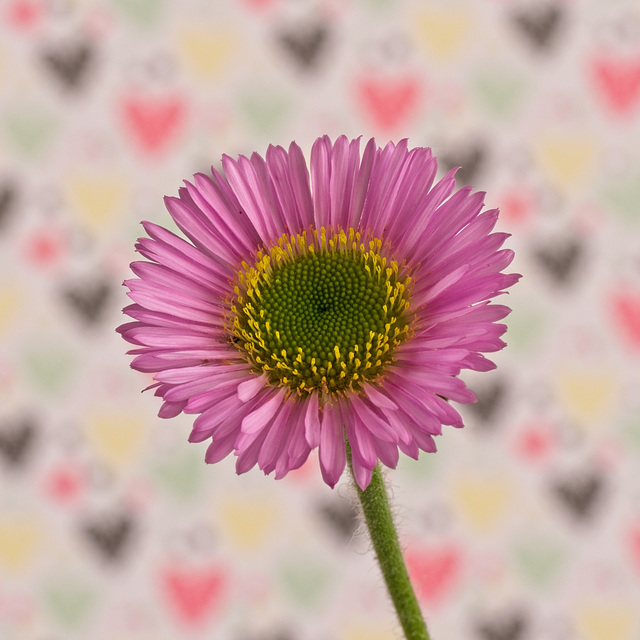 Seaside Daisy (Erigeron)