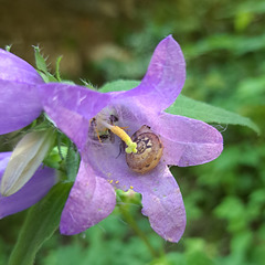 Nesselblättrige Glockenblume (Campanula trachelium)