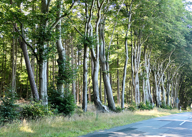 Bäume am Straßenrand