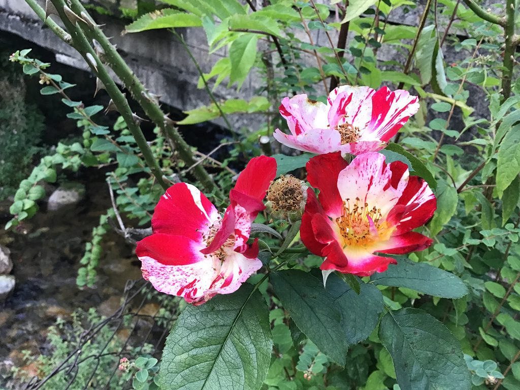 Un au revoir à mon courageux petit rosier