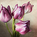 4 tulips