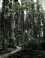 Ein weg im Wald mit Beleuchtung Wald, Horn Bad-Meinberg