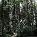 Ein weg im Wald mit Beleuchtung Wald, Horn Bad-Meinberg