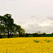 Dull May being cheered up by yellow fields