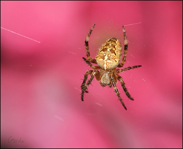 Araneus diadematus sur fond d'hortensia :)