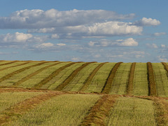 Before the land turned white