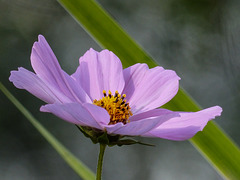 Delicate colours of summer