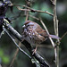 Fox Sparrow