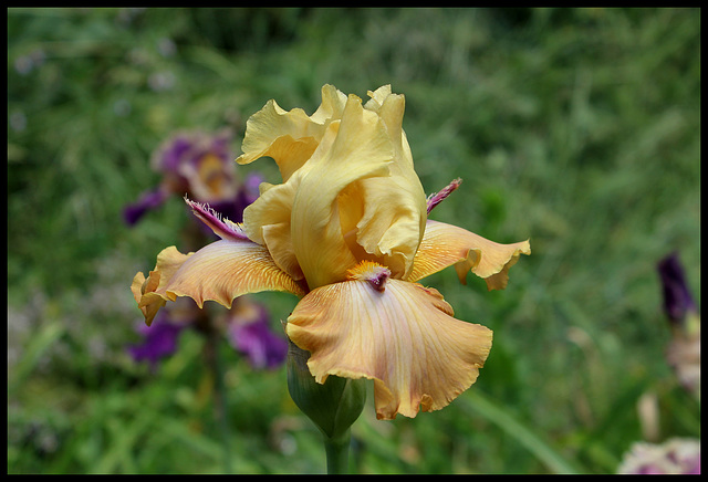Tigrou (de Sologne) (4)