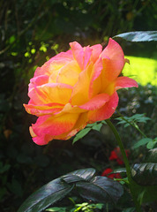 Rose du jardin