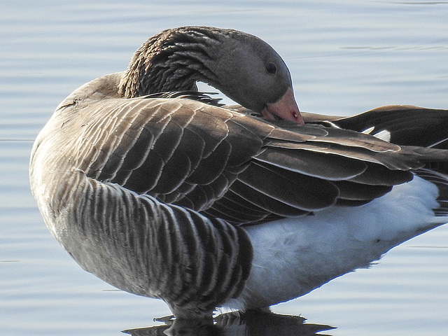 20170404 0043CPw [D~MI] Graugans, Großes Torfmoor, Hille