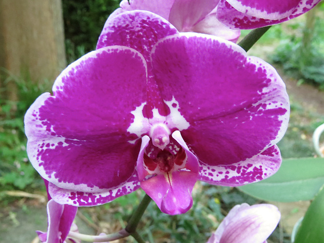 Phalaenopsis cv.