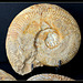 Harpoceras falciferum - Ammonite
