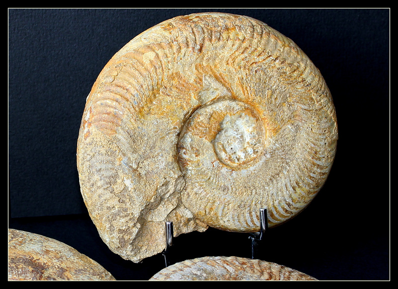 Harpoceras falciferum - Ammonite