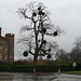 Mistletoe At Hampton Court Palace