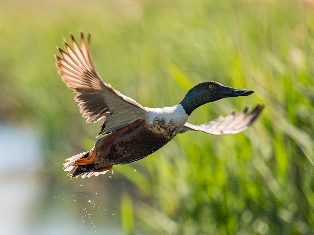Shoveler duck