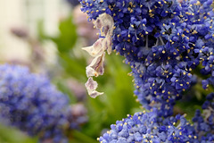 Les fleurs de mon jardin...