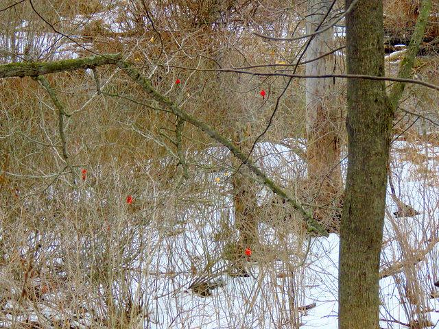 Please enlarge to see five Cardinals waiting for a chance to meet a female.